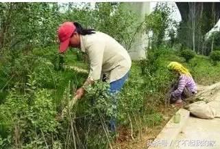 经典的园林景观工程施工方案案例，值得你收藏！